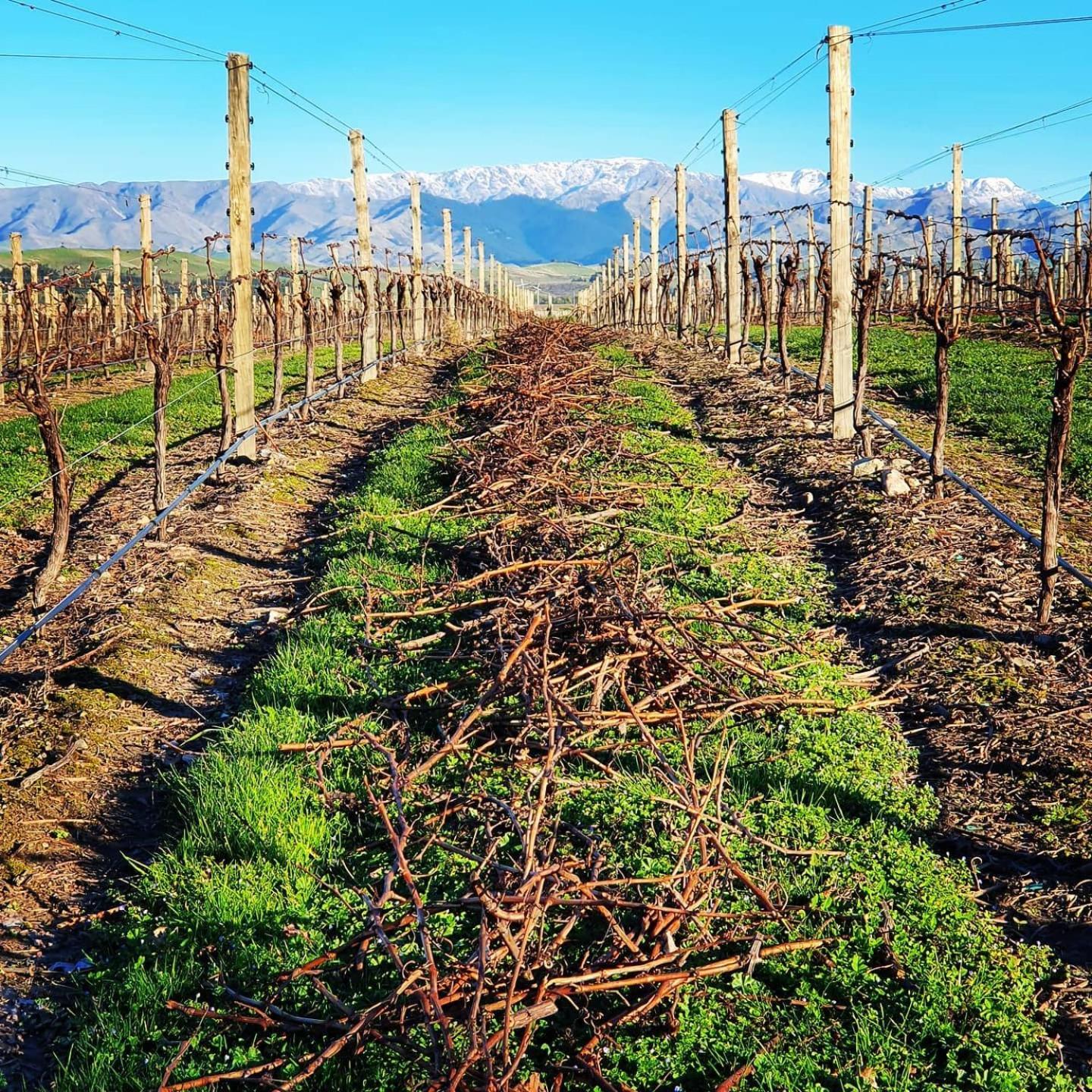 Ddog Vineyard & Bnb Renwick Exterior photo