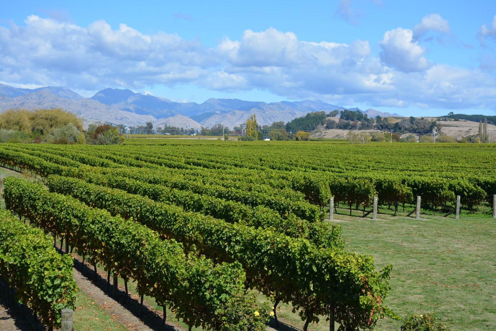 Ddog Vineyard & Bnb Renwick Exterior photo